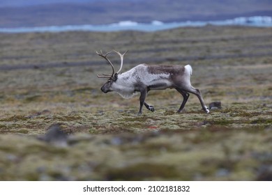 Reindeer  Caribou In The Winter Time,  Iceland