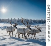 Reindeer crossing alludes to the occasional relocation of reindeer (Rangifer tarandus), otherwise called caribou in North America, as they traverse their regular territories looking for food, safe hou