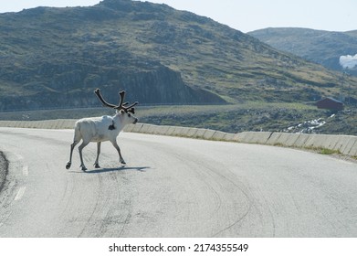 Reindeer crossing the Honningsvag roads