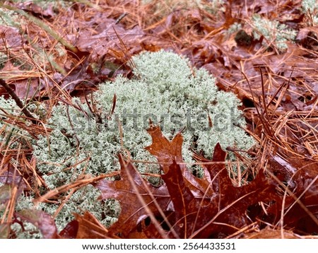 Similar – Image, Stock Photo Forest floor Lichens Pine cones