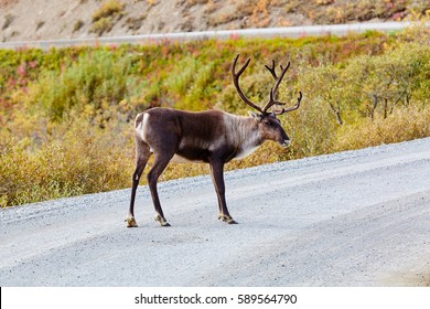 Reindeer, Deer, Denali National Park And Preserve, Alaska, USA