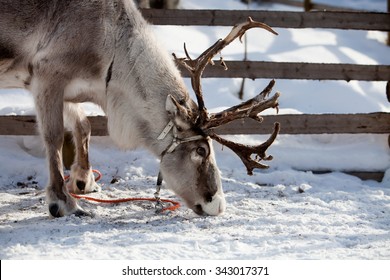 Reindeer Eating In Finnish Lapland 