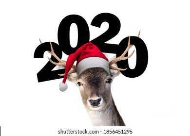 Reindeer With Face Mask In 2020