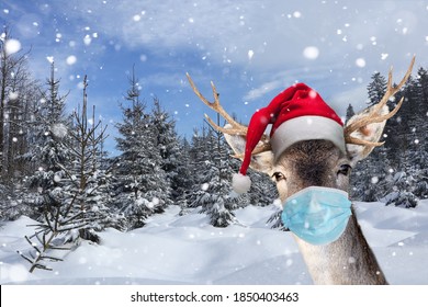 Reindeer With Face Mask In Winter