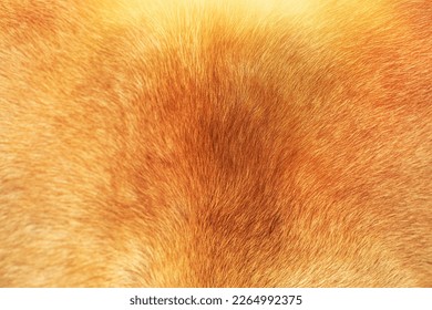 Reindeer fur background texture.Animal skin.High quality photo - Shutterstock ID 2264992375