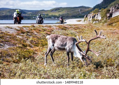 a reindeer grazing grass along the asphalt road; on the road three motorcycle tourists are traveling to Nordkapp