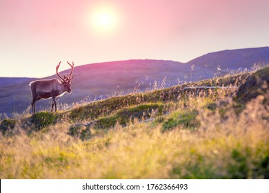 Reindeer grazing in a meadow in Lapland during sunset