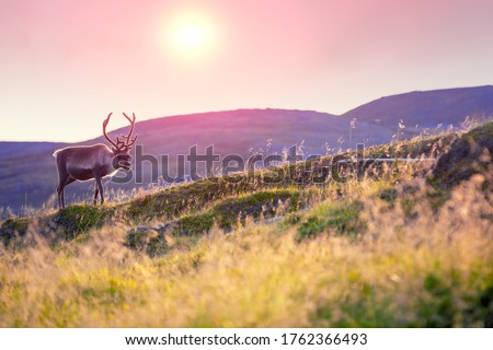 Reindeer grazing in a meadow in Lapland  during sunset