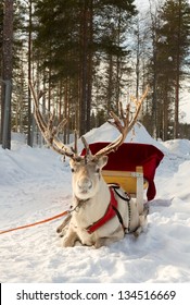 Reindeer, Harnessed To A Sled