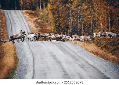 Reindeer. Herd of reindeers running across road in autumn season Finland, Lapland. - Powered by Shutterstock