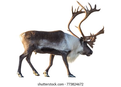 113,462 Reindeer Isolated Images, Stock Photos & Vectors | Shutterstock