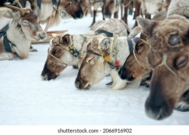 Reindeer Husbandry, The Extreme North Of Russia, YAMAL.