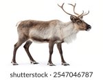 reindeer isolated on white background