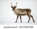 reindeer isolated on white background