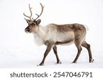 reindeer isolated on white background