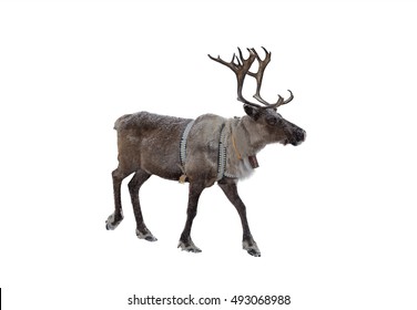 Reindeer Isolated On White Background