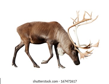  Reindeer. Isolated Over White  Background