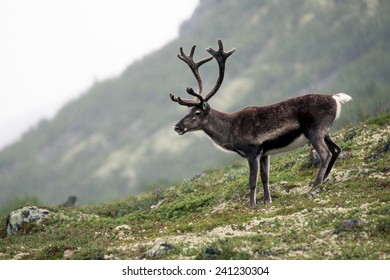 Reindeer In Jotunheimen, Norway