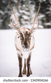 Reindeer Of Lapland