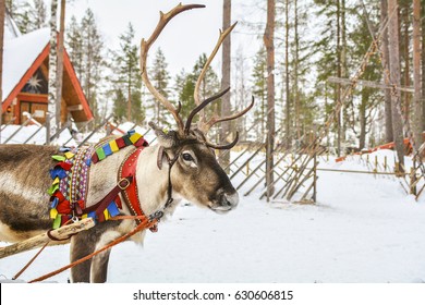 Reindeer In Lapland