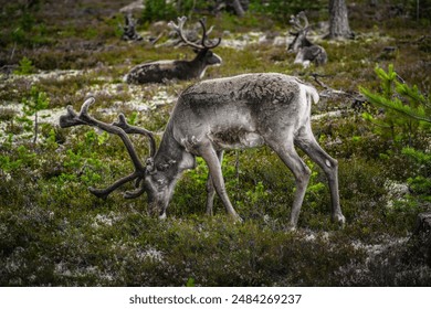 A reindeer with large antlers bends down to graze in the lush green and brown vegetation, two reindeer lying on the forest floor in the wild landscape of Idre, Dalarna, Sweden - Powered by Shutterstock