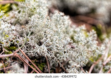 Reindeer Lichen Cladonia Rangiferina