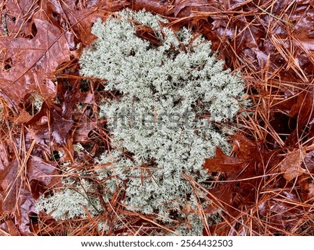 Similar – Image, Stock Photo Forest floor Lichens Pine cones