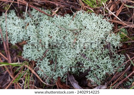 Reindeer Lichen - Cladonia rangiferina - Pale Green Fungi 