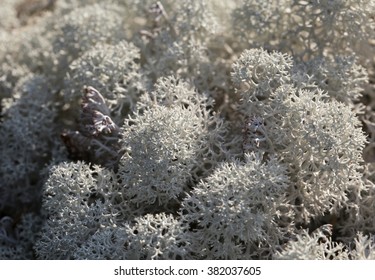 Reindeer Lichen, Close-up