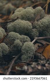 Reindeer Lichen Growing Under Trees 