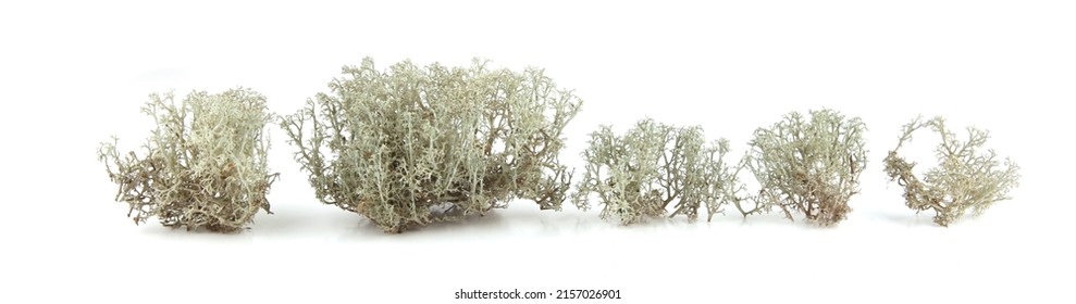 Reindeer lichen isolated on white background. Cladonia rangiferina, forest plant, common names include reindeer moss, deer moss.