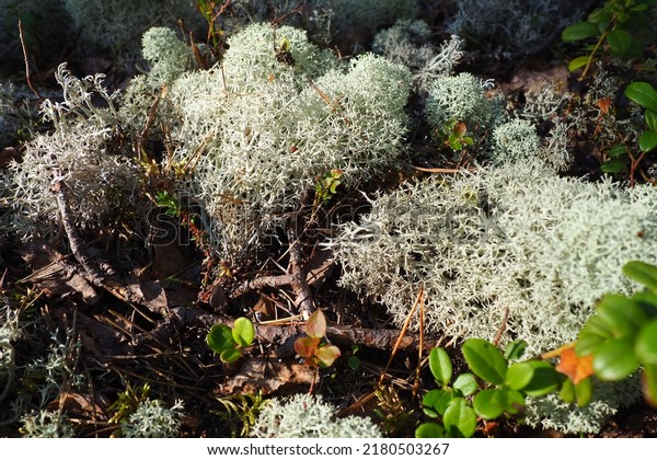 Reindeer lichen reindeer moss. Cladonia,\
genus of lichens in the Cladonia family Cladoniaceae. Mushroom\
kingdom. Karelia, Russia, taiga tundra. Cetraria, lichen of the\
Parmeliaceae family\
Parmeliaceae