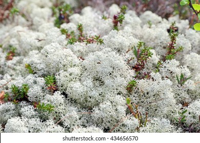 Reindeer Lichen In The Spring Close Up