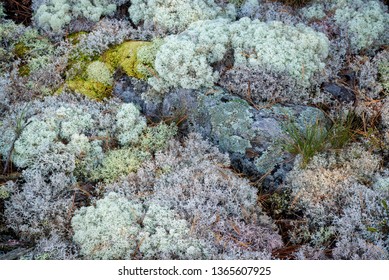 Reindeer Lichen And White Cushion Moss Covering The Rocky Ground Of The Ancient Canadian Shield Geological Formation Along The Georgian Bay In Ontario, Canada.