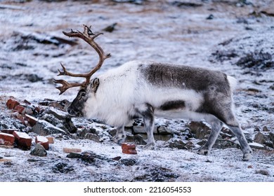 Reindeer Looking For Food In Svalbard