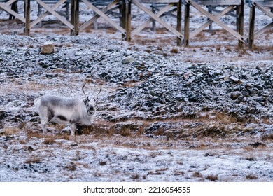 Reindeer Looking For Food In Svalbard