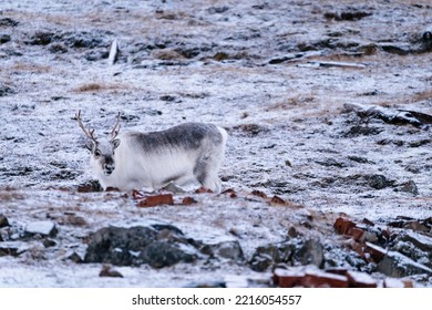 Reindeer Looking For Food In Svalbard