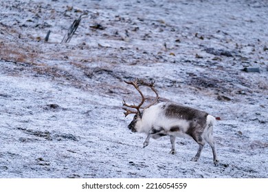 Reindeer Looking For Food In Svalbard