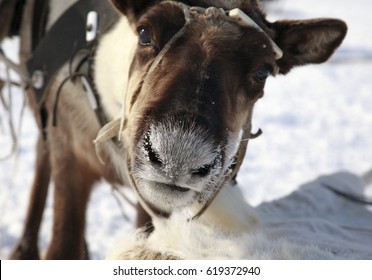 The reindeer looks into the camera, close-up