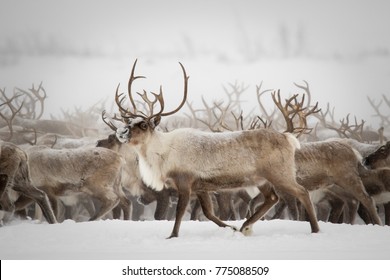 374,820 Reindeer Images, Stock Photos & Vectors | Shutterstock