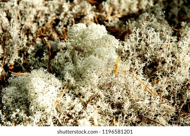 Reindeer moss. Close-up. White moss 
in a forest
