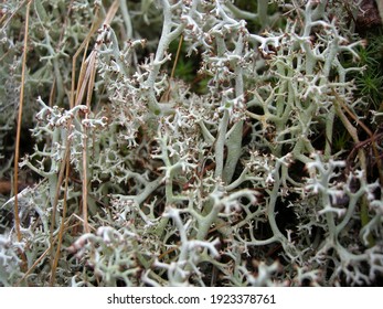 Reindeer Moss In The Polar Tundra. Reindeer Food