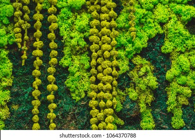 Reindeer Moss Wall, Green Wall Decoration Made Of Reindeer Lichen Cladonia Rangiferina, Color Of The Year 2018, Isolated On White, Usable For Interior Mock. Vertical Gardening.