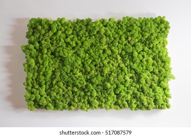 Reindeer Moss Wall, Green Wall Decoration Made Of Reindeer Lichen Cladonia Rangiferina, Recolored To Match Pantone 15-0343c, Color Of The Year 2017, Isolated On White, Usable For Interior Mock Ups