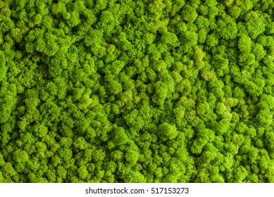Reindeer moss wall, green wall decoration made of reindeer lichen Cladonia rangiferina, recolored to match Pantone 15-0343c, color of the year 2017, isolated on white, usable for interior mock ups - Shutterstock ID 517153273