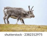 Reindeer Mother and Calf,  Caribou, on Arctic Tundra  