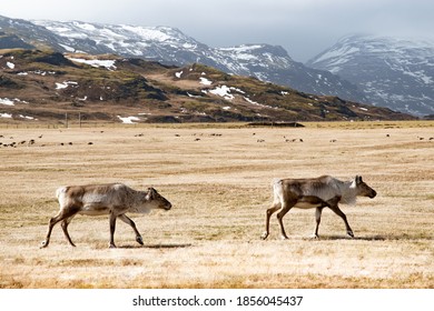 Reindeer In Vatnajökull National Park