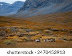 Reindeer near Kungsleden hiking trail between Singi and Kaitumjaure in September, Lapland, Sweden