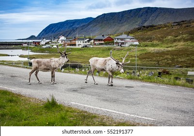 Reindeer In The North Of Norway, Nordkapp