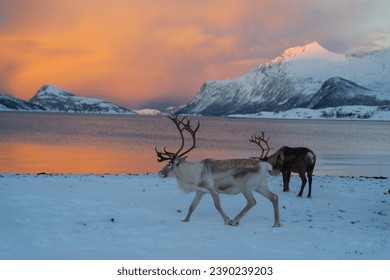Reindeer in Northern Norway in winter with beautiful and colourful background 